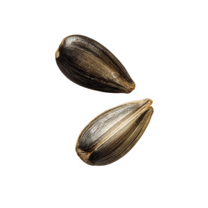 Sunflower Seeds Vinyl Car Decal Sticker – Waterproof & UV-Resistant 8"