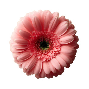 Pink Gerbera Vinyl Car Decal Sticker – Waterproof & UV-Resistant 8"