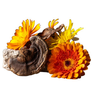 Reishi And Calendula Vinyl Car Decal Sticker – Waterproof & UV-Resistant 8" Reishi And Calendula Vinyl Car Decal Sticker – Waterproof & UV-Resistant 8"