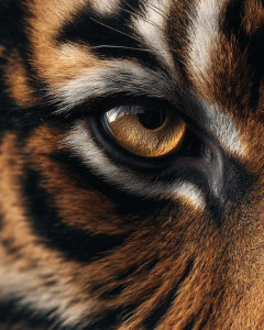 Tiger Eye Close-Up Vinyl Car Decal Sticker – Waterproof & UV-Resistant 8"