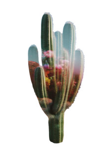 Desert Cactus Portrait Vinyl Car Decal Sticker – Waterproof & UV-Resistant 8" Desert Cactus Portrait Vinyl Car Decal Sticker – Waterproof & UV-Resistant 8"