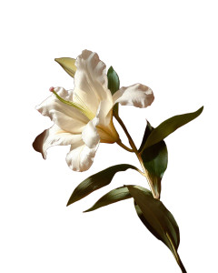 White Lily Elegance Vinyl Car Decal Sticker – Waterproof & UV-Resistant 8" White Lily Elegance Vinyl Car Decal Sticker – Waterproof & UV-Resistant 8"