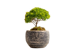 Planting Tree Vinyl Car Decal Sticker – Waterproof & UV-Resistant 8"