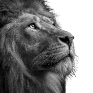 Dramatic Lion Vinyl Car Decal Sticker – Waterproof & UV-Resistant 8"