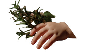Baby'S Hand With Rosemary Vinyl Car Decal Sticker – Waterproof & UV-Resistant 8"