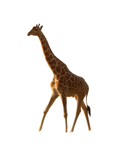 Giraffe At Sunset V2 Vinyl Car Decal Sticker – Waterproof & UV-Resistant 8"