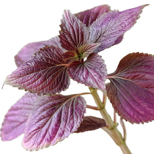 Purple Perilla V2 Vinyl Car Decal Sticker – Waterproof & UV-Resistant 8"