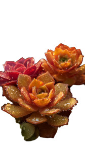 Succulent Forest Vinyl Car Decal Sticker – Waterproof & UV-Resistant 8"