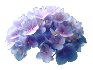 Hydrangea Close-Up Vinyl Car Decal Sticker – Waterproof & UV-Resistant 8" Hydrangea Close-Up Vinyl Car Decal Sticker – Waterproof & UV-Resistant 8"