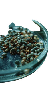 Cannabis Seeds Close-Up Vinyl Car Decal Sticker – Waterproof & UV-Resistant 8"