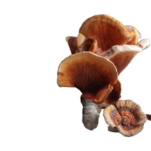 Medicinal Mushrooms Vinyl Car Decal Sticker – Waterproof & UV-Resistant 8" Medicinal Mushrooms Vinyl Car Decal Sticker – Waterproof & UV-Resistant 8"