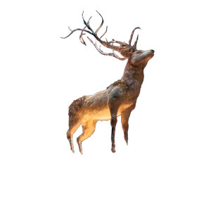 Majestic Winter Deer Vinyl Car Decal Sticker – Waterproof & UV-Resistant 8" Majestic Winter Deer Vinyl Car Decal Sticker – Waterproof & UV-Resistant 8"