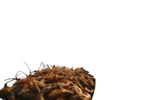 Fresh Shrimp Close-Up Vinyl Car Decal Sticker – Waterproof & UV-Resistant 8"