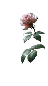Realistic Rose Vinyl Car Decal Sticker – Waterproof & UV-Resistant 8" Realistic Rose Vinyl Car Decal Sticker – Waterproof & UV-Resistant 8"