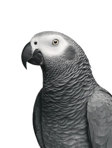 African Grey Parrot V3 Vinyl Car Decal Sticker – Waterproof & UV-Resistant 8"