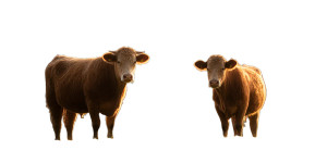 Two Cows Vinyl Car Decal Sticker – Waterproof & UV-Resistant 8"