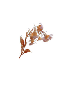 Wilted Desert Flower Vinyl Car Decal Sticker – Waterproof & UV-Resistant 8"