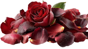 Red Rose Petals Vinyl Car Decal Sticker – Waterproof & UV-Resistant 8"