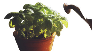 Lush Basil Plant Vinyl Car Decal Sticker – Waterproof & UV-Resistant 8"