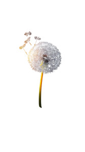 Glowing Dandelion Vinyl Car Decal Sticker – Waterproof & UV-Resistant 8" Glowing Dandelion Vinyl Car Decal Sticker – Waterproof & UV-Resistant 8"