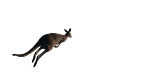 Leaping Kangaroo Vinyl Car Decal Sticker – Waterproof & UV-Resistant 8" Leaping Kangaroo Vinyl Car Decal Sticker – Waterproof & UV-Resistant 8"