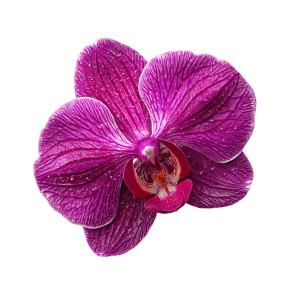 Tropical Orchid Flower Vinyl Car Decal Sticker – Waterproof & UV-Resistant 8"