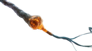 Neuron Compass Vinyl Car Decal Sticker – Waterproof & UV-Resistant 8"