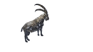 Majestic Alpine Ibex Vinyl Car Decal Sticker – Waterproof & UV-Resistant 8"