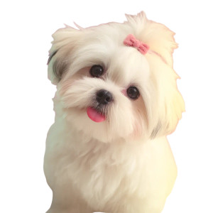 Fluffy Shih Tzu V2 Vinyl Car Decal Sticker – Waterproof & UV-Resistant 8" Fluffy Shih Tzu V2 Vinyl Car Decal Sticker – Waterproof & UV-Resistant 8"