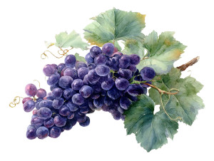 Purple Grapes Illustration Vinyl Car Decal Sticker – Waterproof & UV-Resistant 8"