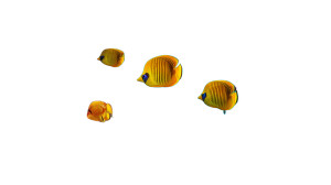 Underwater Butterfly Fish Vinyl Car Decal Sticker – Waterproof & UV-Resistant 8"