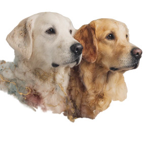 Golden Retrievers Portrait Vinyl Car Decal Sticker – Waterproof & UV-Resistant 8"