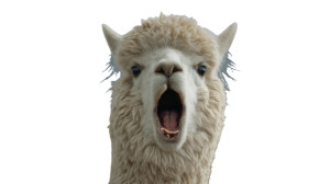 Screaming Alpaca Vinyl Car Decal Sticker – Waterproof & UV-Resistant 8"