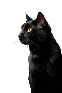 Black Cat V10 Vinyl Car Decal Sticker – Waterproof & UV-Resistant 8"