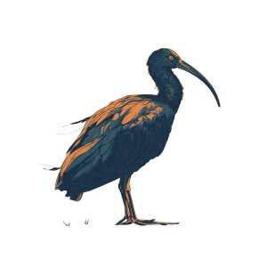 Silhouette Ibis Vinyl Car Decal Sticker – Waterproof & UV-Resistant 8" Silhouette Ibis Vinyl Car Decal Sticker – Waterproof & UV-Resistant 8"