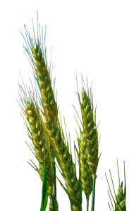 Green Wheat Stalks Vinyl Car Decal Sticker – Waterproof & UV-Resistant 8" Green Wheat Stalks Vinyl Car Decal Sticker – Waterproof & UV-Resistant 8"