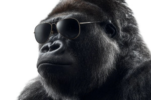 Gorilla In Sunglasses Vinyl Car Decal Sticker – Waterproof & UV-Resistant 8" Gorilla In Sunglasses Vinyl Car Decal Sticker – Waterproof & UV-Resistant 8"