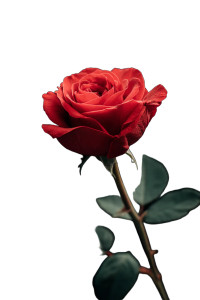 Red Rose V2 Vinyl Car Decal Sticker – Waterproof & UV-Resistant 8" Red Rose V2 Vinyl Car Decal Sticker – Waterproof & UV-Resistant 8"