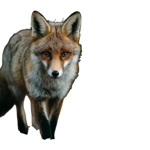 Fox In Forest V2 Vinyl Car Decal Sticker – Waterproof & UV-Resistant 8"