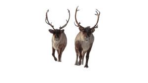 Vintage Reindeer Scene Vinyl Car Decal Sticker – Waterproof & UV-Resistant 8" Vintage Reindeer Scene Vinyl Car Decal Sticker – Waterproof & UV-Resistant 8"