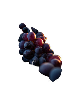 Harvesting Grapes Vinyl Car Decal Sticker – Waterproof & UV-Resistant 8"