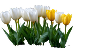 Spring Tulips Bloom Vinyl Car Decal Sticker – Waterproof & UV-Resistant 8"