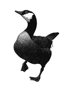 Dancing Barnacle Goose Vinyl Car Decal Sticker – Waterproof & UV-Resistant 8"