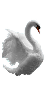Graceful Swan Splash V2 Vinyl Car Decal Sticker – Waterproof & UV-Resistant 8" Graceful Swan Splash V2 Vinyl Car Decal Sticker – Waterproof & UV-Resistant 8"