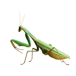 Green Mantis Vinyl Car Decal Sticker – Waterproof & UV-Resistant 8"