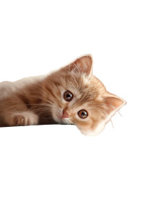 Adorable Kitten Resting V2 Vinyl Car Decal Sticker – Waterproof & UV-Resistant 8"