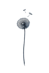 Dandelion Seeds Drifting Vinyl Car Decal Sticker – Waterproof & UV-Resistant 8" Dandelion Seeds Drifting Vinyl Car Decal Sticker – Waterproof & UV-Resistant 8"