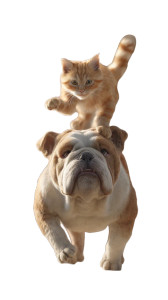 Bulldog And Tabby Vinyl Car Decal Sticker – Waterproof & UV-Resistant 8"