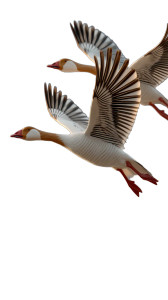 Chaotic Geese Flight Vinyl Car Decal Sticker – Waterproof & UV-Resistant 8"