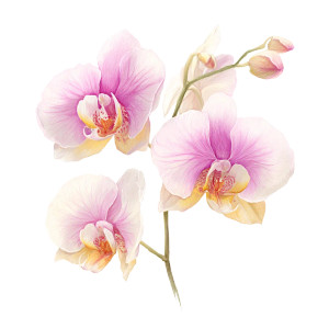 Pink Orchid Drawing Vinyl Car Decal Sticker – Waterproof & UV-Resistant 8"